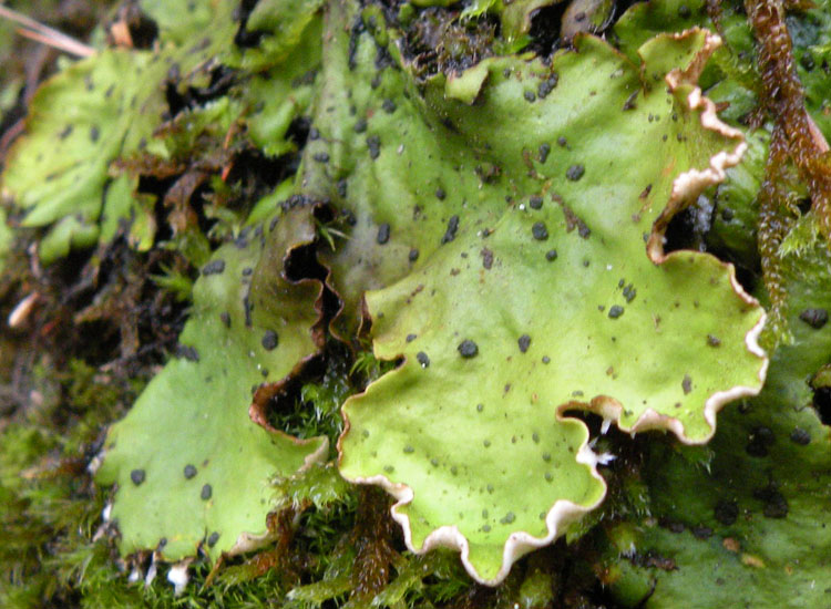 Non mi sembra Lobaria pulmonaria...